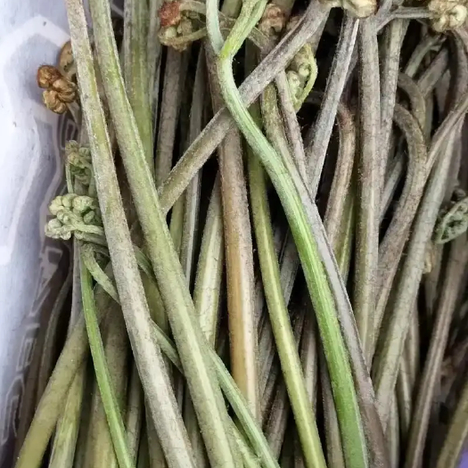 大关县精品蕨菜