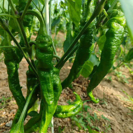 临汾螺丝椒