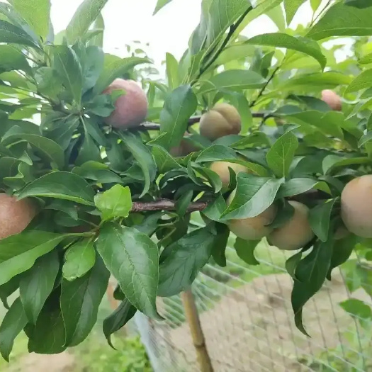 紫金三华李