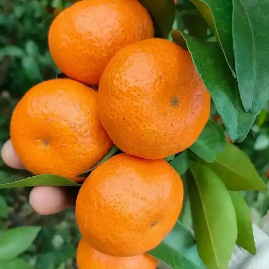 山东聊城沙糖桔