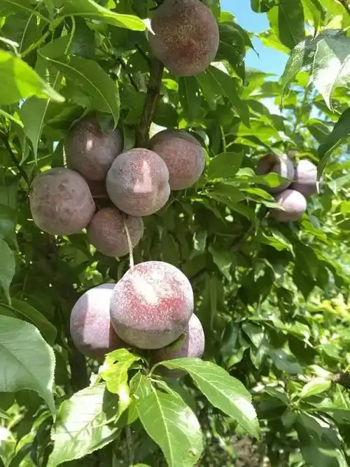 紫金县三华李
