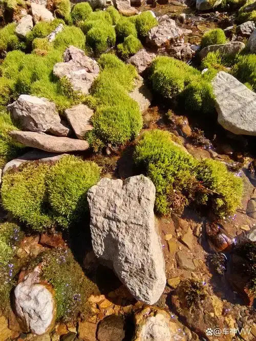 麻阳县青苔鲜-纯货合适盆栽/美园-铺草地