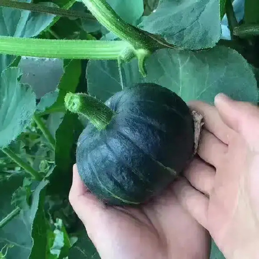 贝贝南瓜3-6小瓜