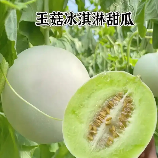 莘县玉菇冰淇淋甜瓜山东聊城莘县发货对接各大平台电商一件代发批发等