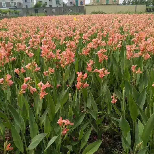 郴州美人蕉 红花美人蕉