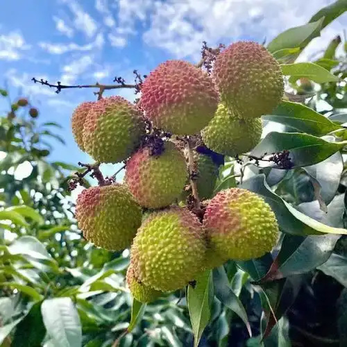 海口海南妃子笑荔枝顺丰空运/冷链发货一件代发