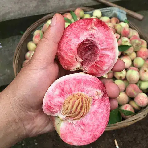 湖北红心血桃,离核血桃,猪血红一件代发