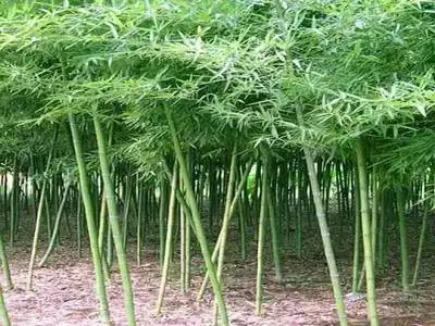 沭阳县雷竹