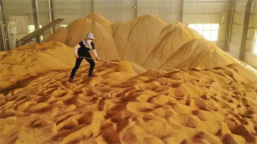 孙吴县星楷粮贸有限公司，总部黑龙江，东北玉米一手货源直供量大价优