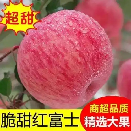 【推荐】常年供应红富士苹果产地批发 口感脆甜 一手货源