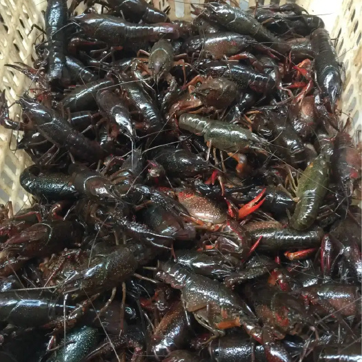 龙虾4到9统货一把走