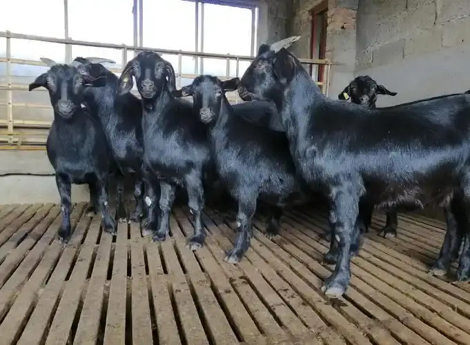 衡阳农村自养黑山羊，养殖周期1年以上，吃的百草