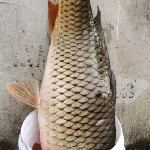 丹江口市湖北丹江口现钓鲤鱼