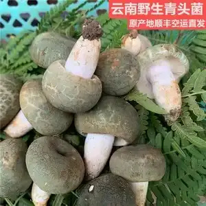 广南县云南野生菌