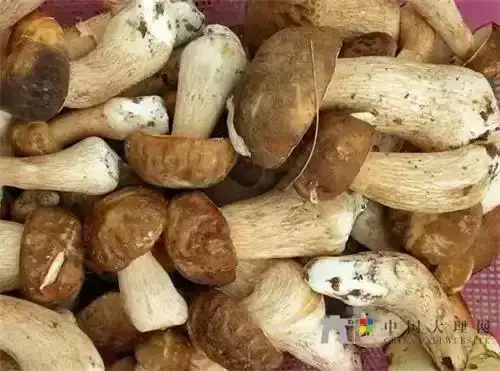 广南县云南野生菌山货，现採现买。