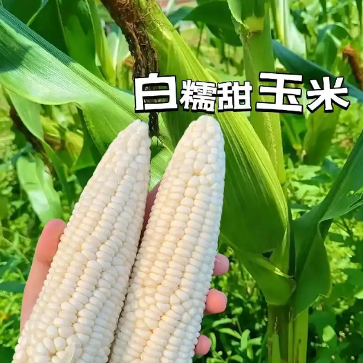 新野县河南新野甜糯玉米软糯香甜粒粒饱满产地直发