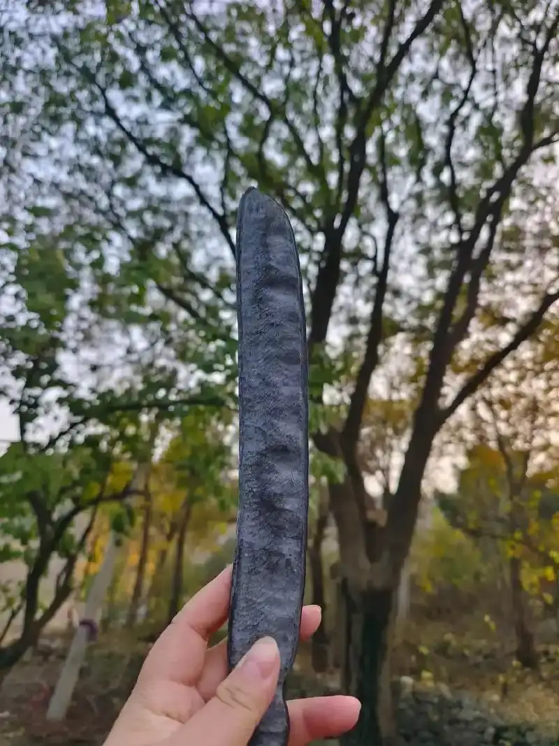 皂荚