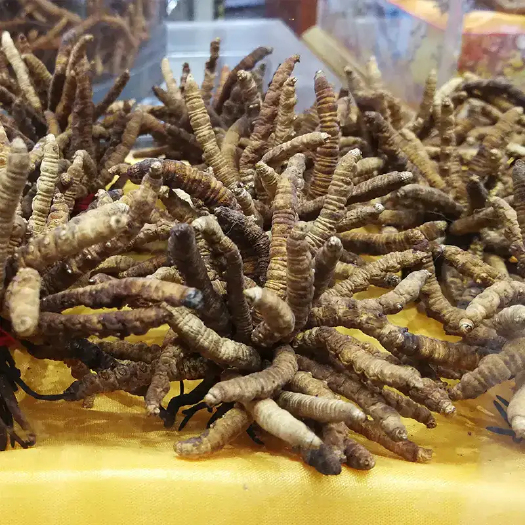 施秉县冬虫夏草，干货，产地直发，无中间商赚差价！