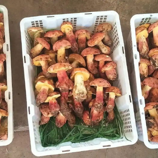泸西县云南野生菌大量上市，有合作的来