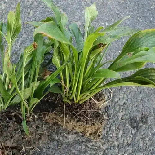 恩施市玉籫花苗