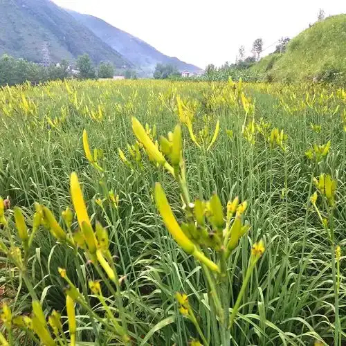 灵宝市黄花菜
