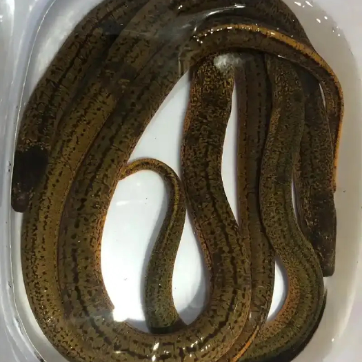 纯昆山黄鳝