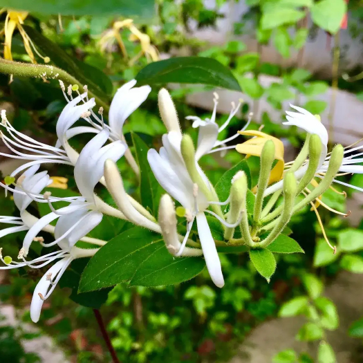 新泰市花草茶金银花散装天然农产品