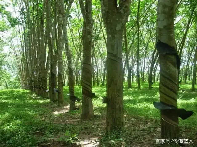 橡胶园转让