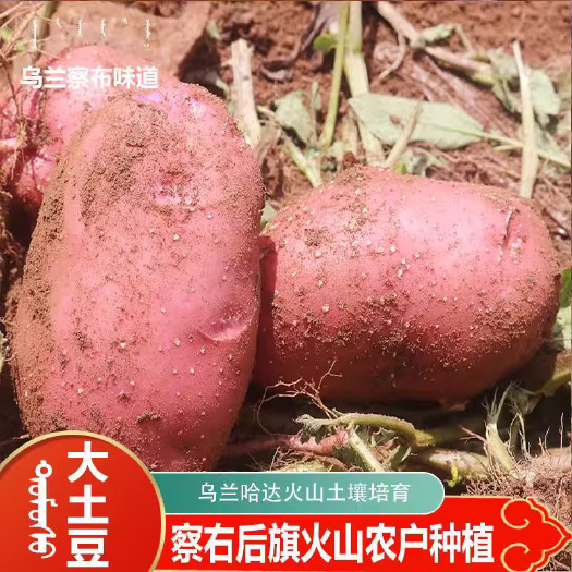 火山草原肥沃土壤自产面沙粉糯红皮黄心马铃薯