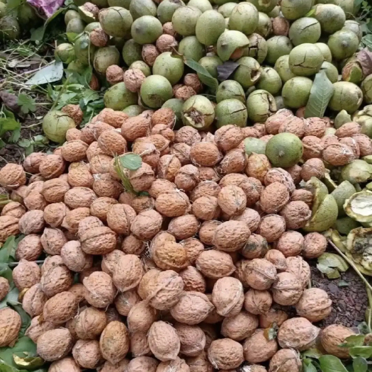 大凉山去皮鲜核桃现摘现发湿核桃