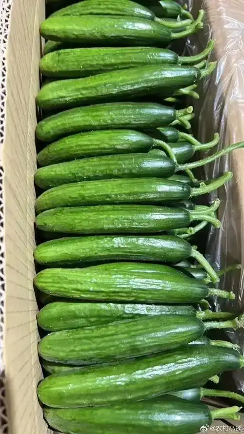 湖北水果黄瓜  白玉黄瓜各个品种都有 新鲜直供 绿色种植基地