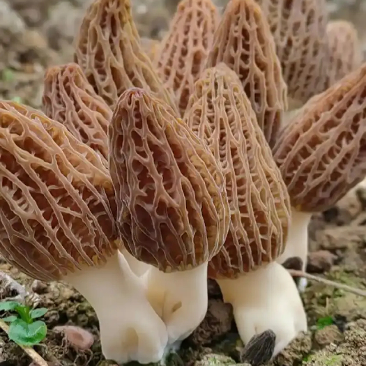 出售羊肚菌