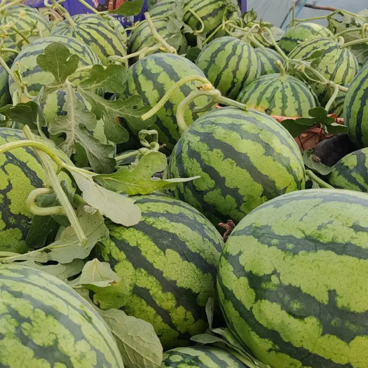 宜都市美都麒麟瓜。黑皮西瓜大量有货。保质保量。欢迎各位前来选购