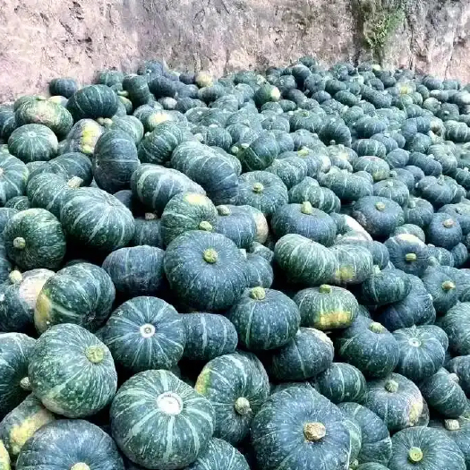 文水县山西文水板栗南瓜 新鲜瓜菜类蔬菜2斤起步 产地直发袋装