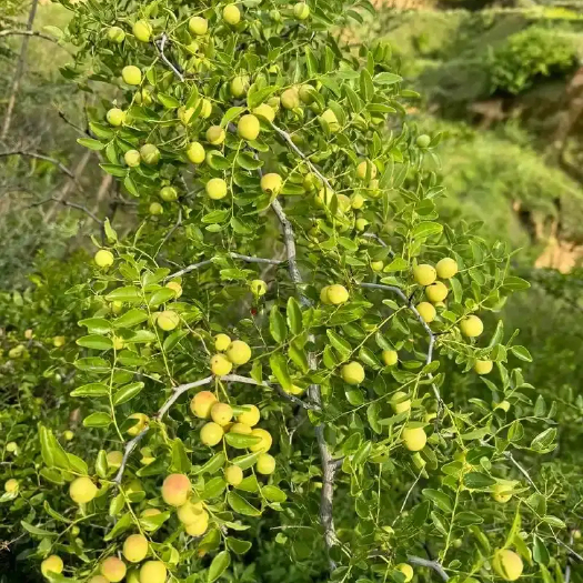 南召县纯野生酸枣，青酸枣