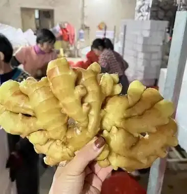 莒县精品小黄姜产地直发/电商货/市场货/出口加工供应