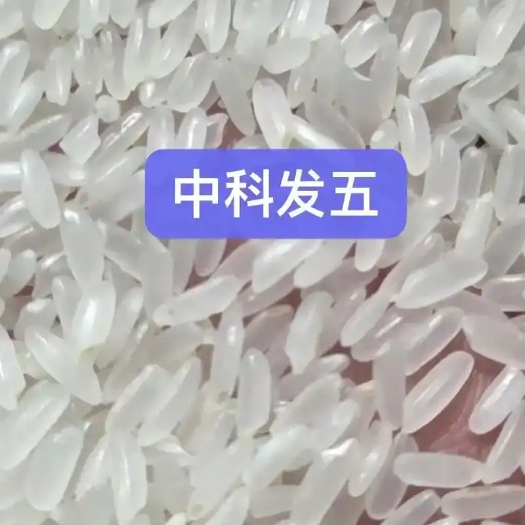 东港市东北大米中科发五