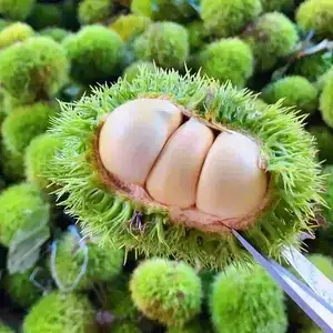 红安县精品白皮脆甜板栗