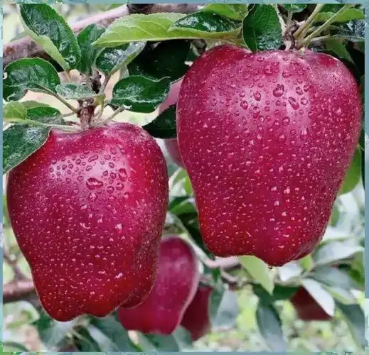 秦安县天水花牛，可批量，可一件代发，自家生产基地，货源稳定可靠。