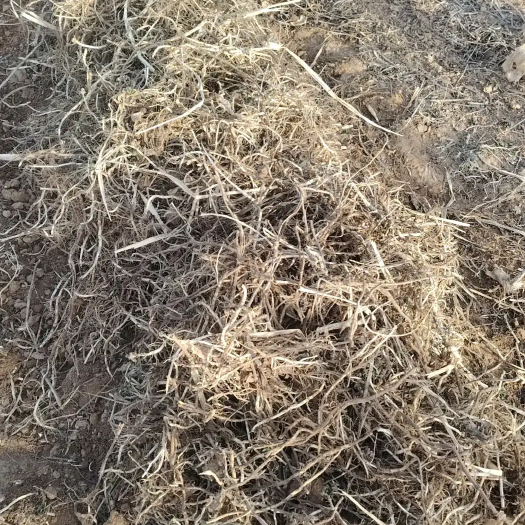 扶沟县薄荷最新品种包含量，有需要种植的可以前来考察合作！