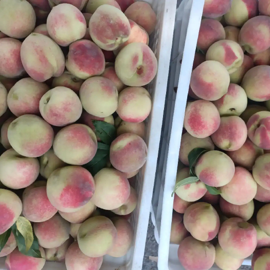 青州市蜜桃