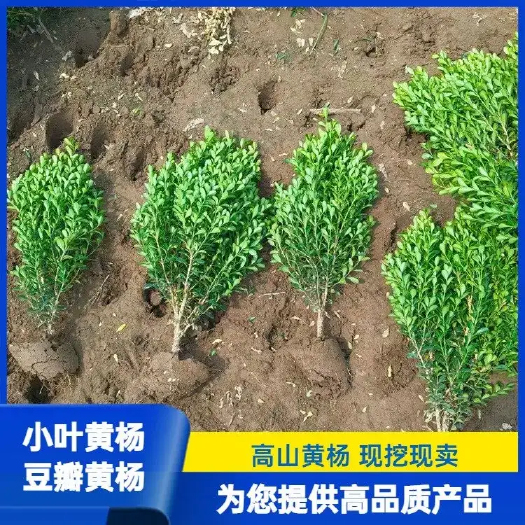 望都县小叶黄杨毛球 瓜子黄杨批发 山东小叶黄杨价格山西小叶黄杨供应