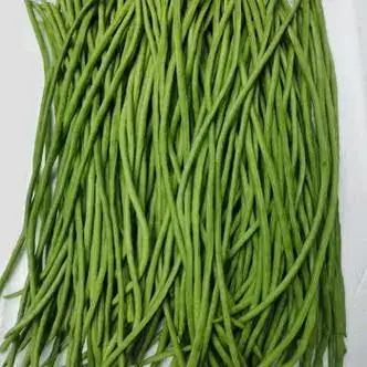 滑县绿翡翠长豆角
