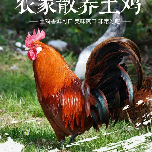 兰州林下散养土鸡，养殖6个月以上，均重7斤（宰完5-6斤）