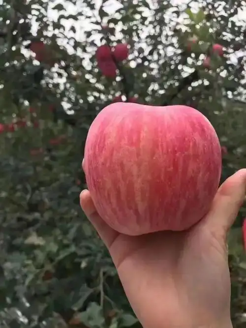 陕西永寿红富士苹果 产地直发 新鲜水果