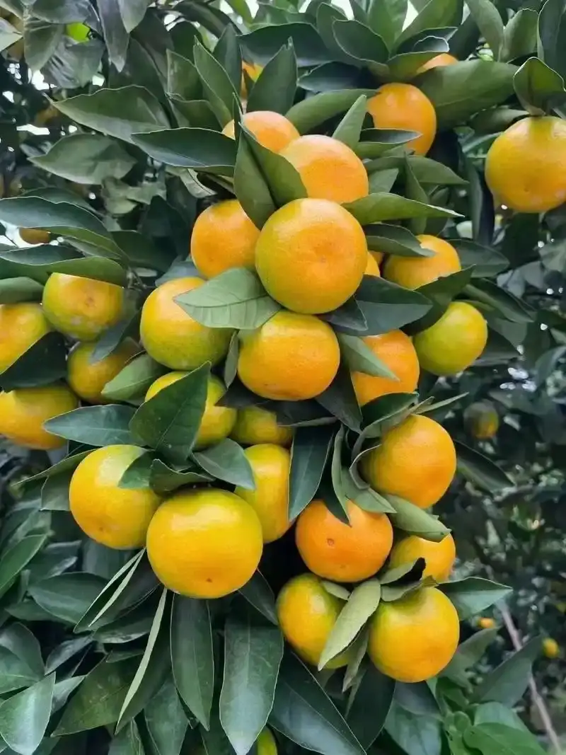 枝江市蜜橘高山蜜橘皮溥无核产地直发，承接电商市场出口