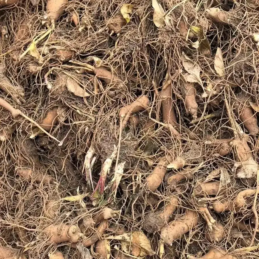 河北安平白术中药材根茎类产地直供