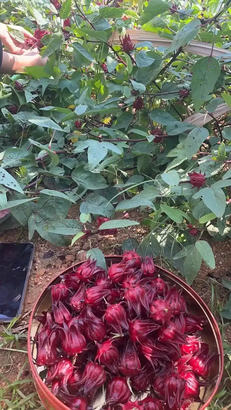 红桃K洛神花