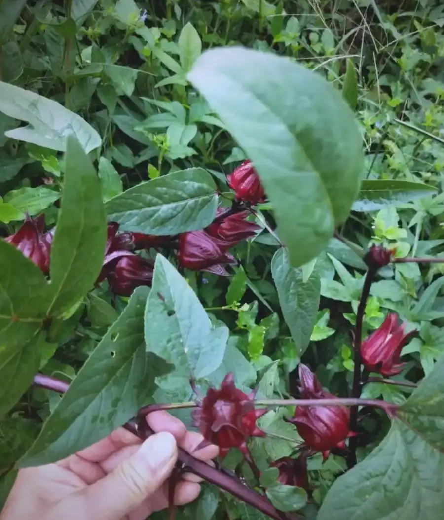 红桃K洛神花