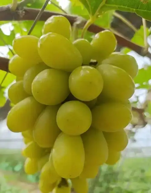 昌黎县绍兴九号